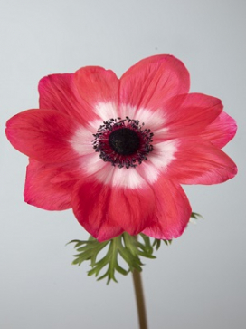 ANEMONE Mona Lisa Pink